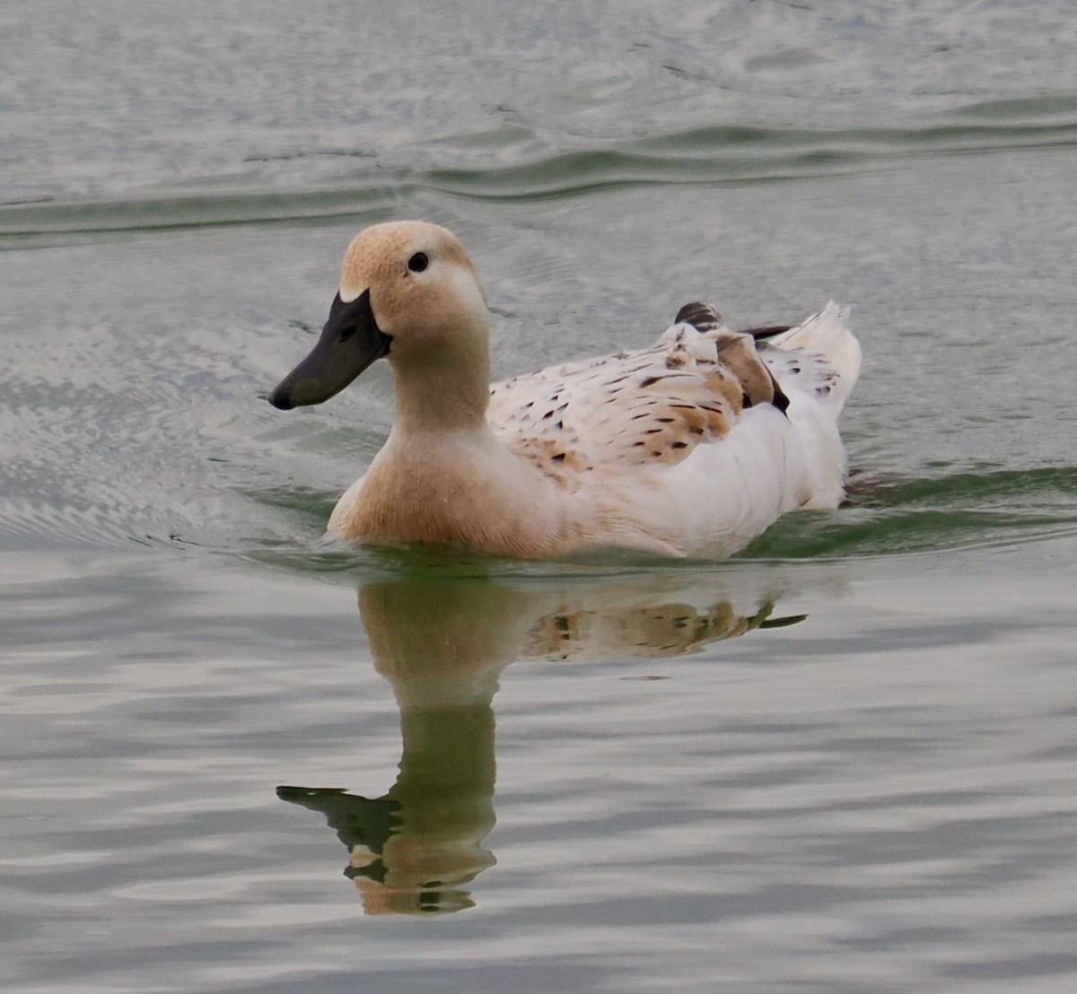 Mallard (Domestic type) - ML622092883