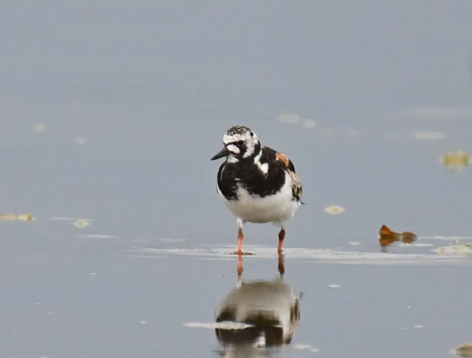 Ruddy Turnstone - ML622092885