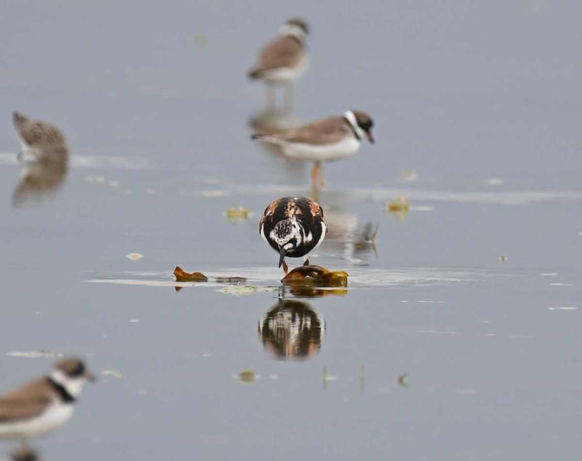 Ruddy Turnstone - ML622092886