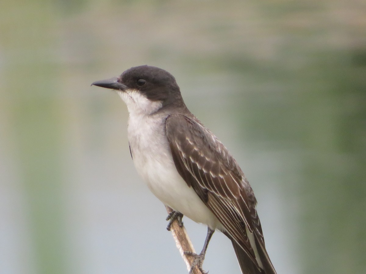 Eastern Kingbird - ML622092887