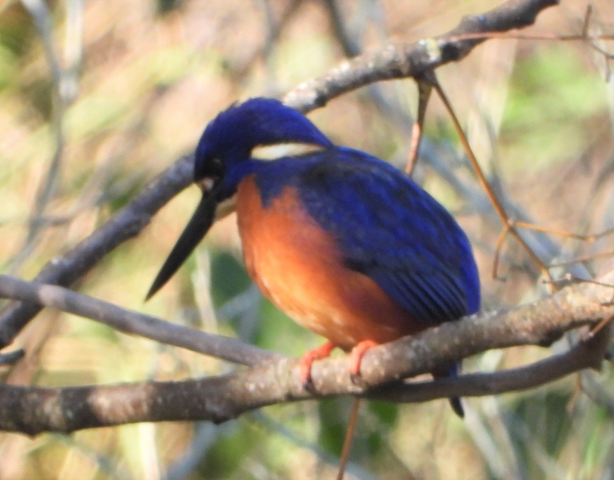 Azure Kingfisher - ML622092889