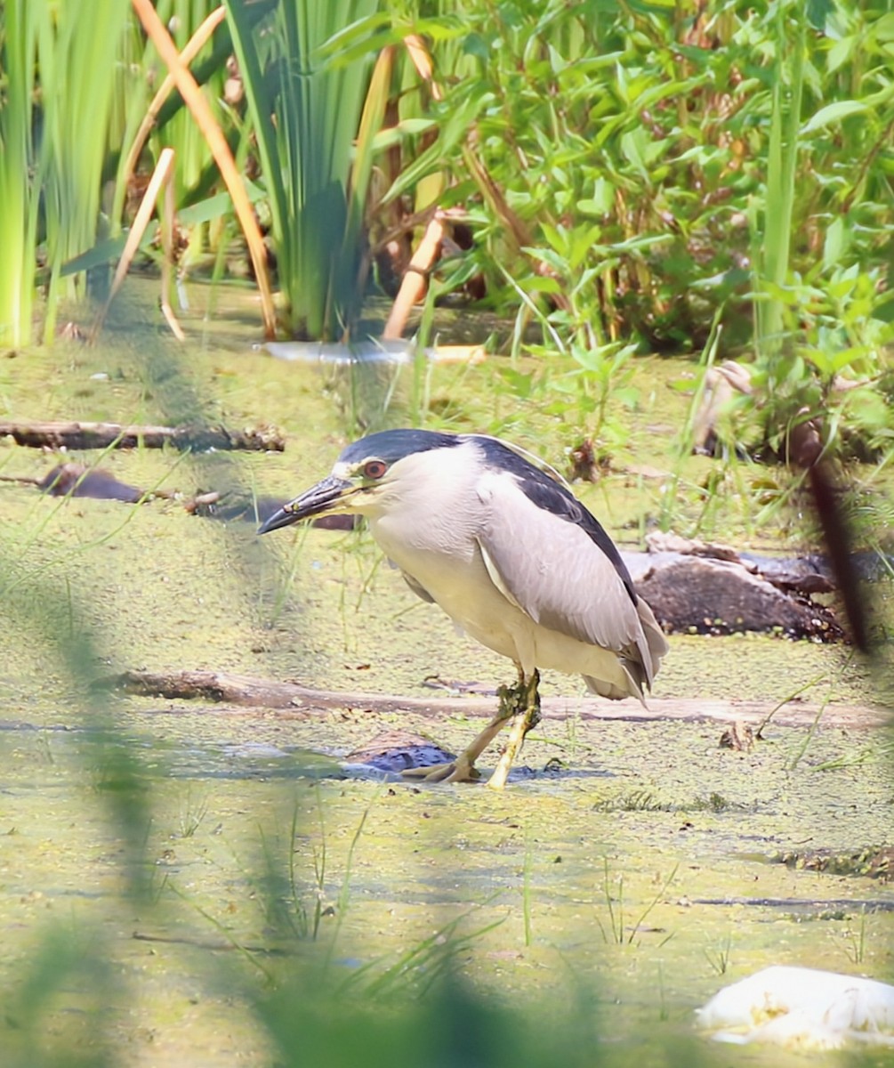 Black-crowned Night Heron - Phil Mills