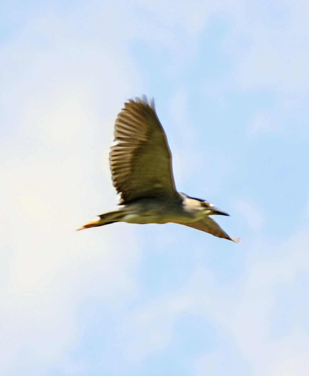 Black-crowned Night Heron - ML622092936