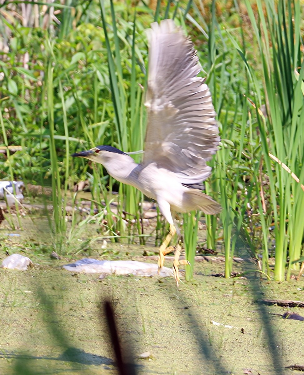 Black-crowned Night Heron - ML622092937