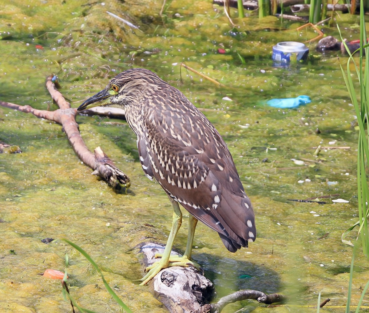 Black-crowned Night Heron - ML622092938