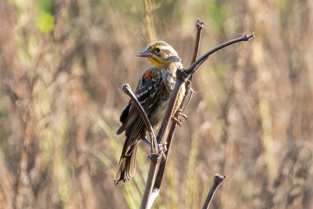 Red-winged Blackbird - Tobin Brown