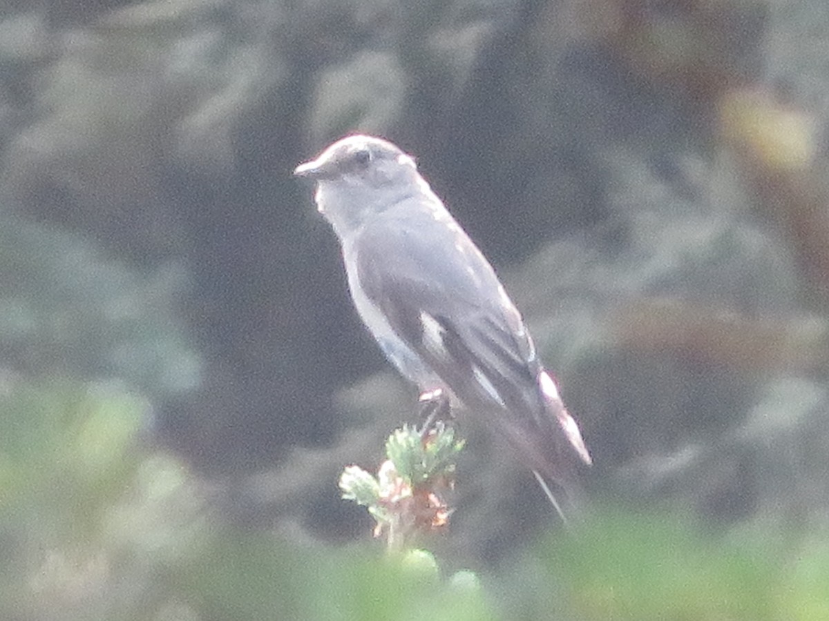 Townsend's Solitaire - ML622092944