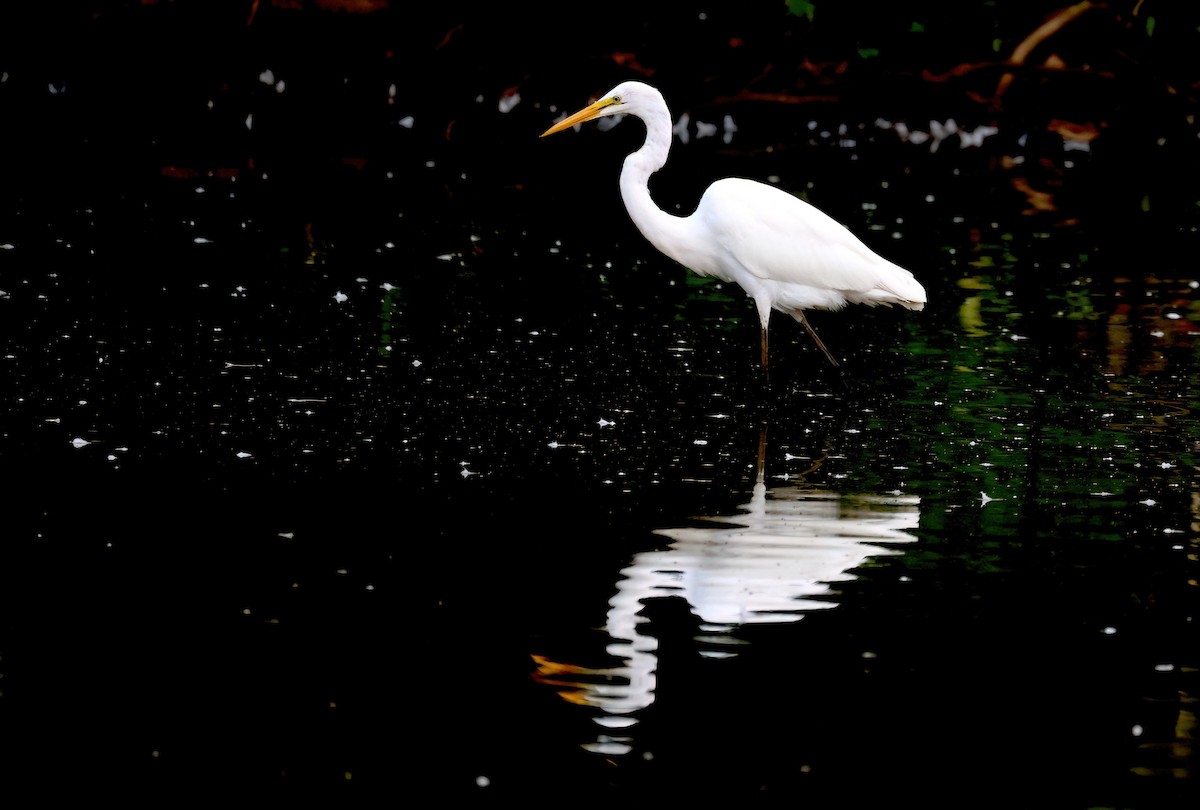 Great Egret - ML622092958