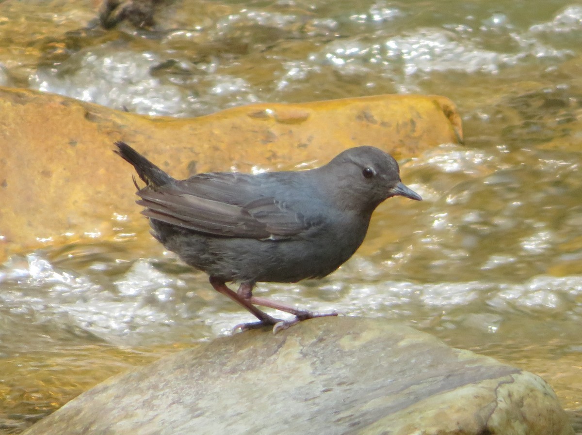 American Dipper - ML622092963