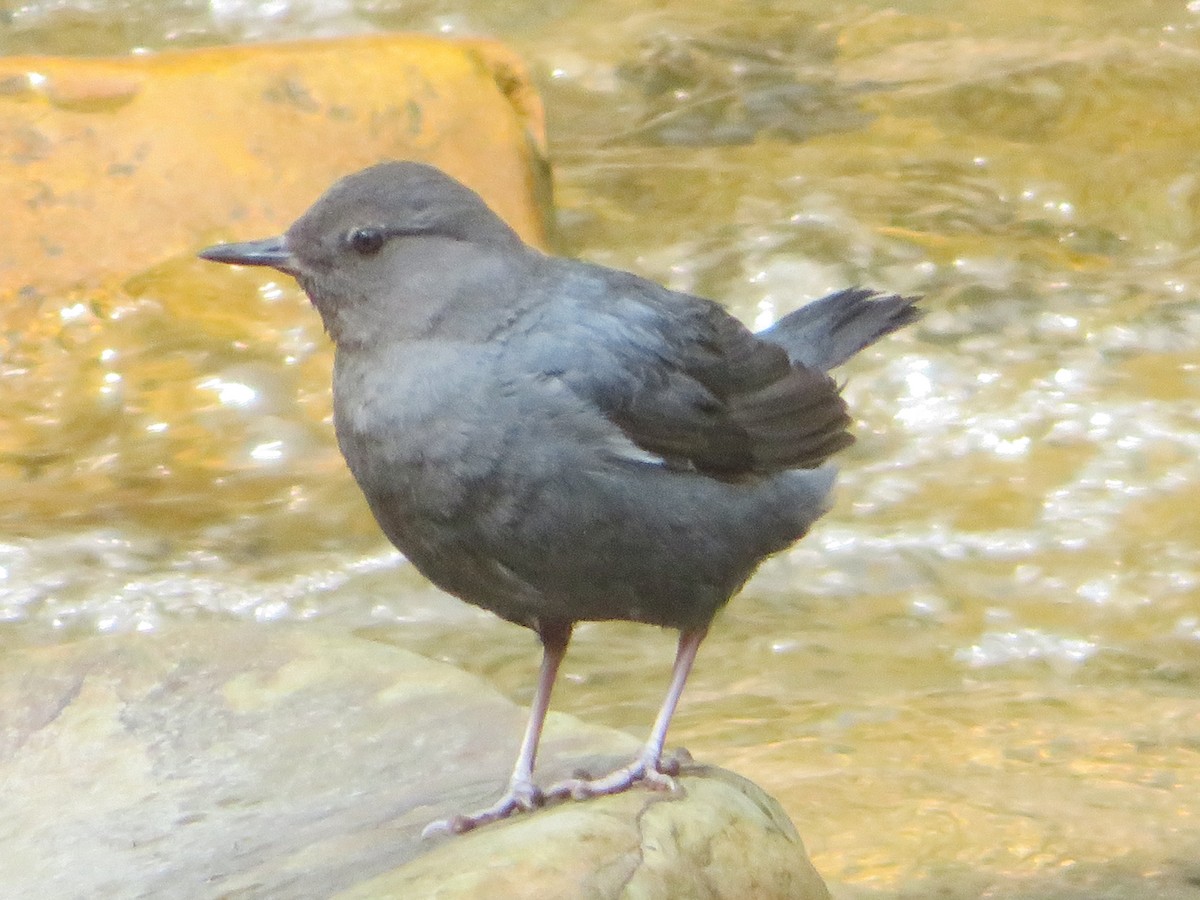 American Dipper - ML622092974