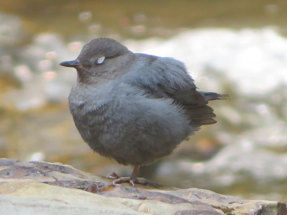 American Dipper - ML622092991