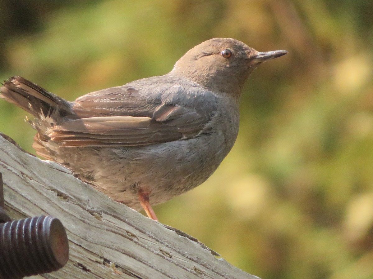 American Dipper - ML622093034