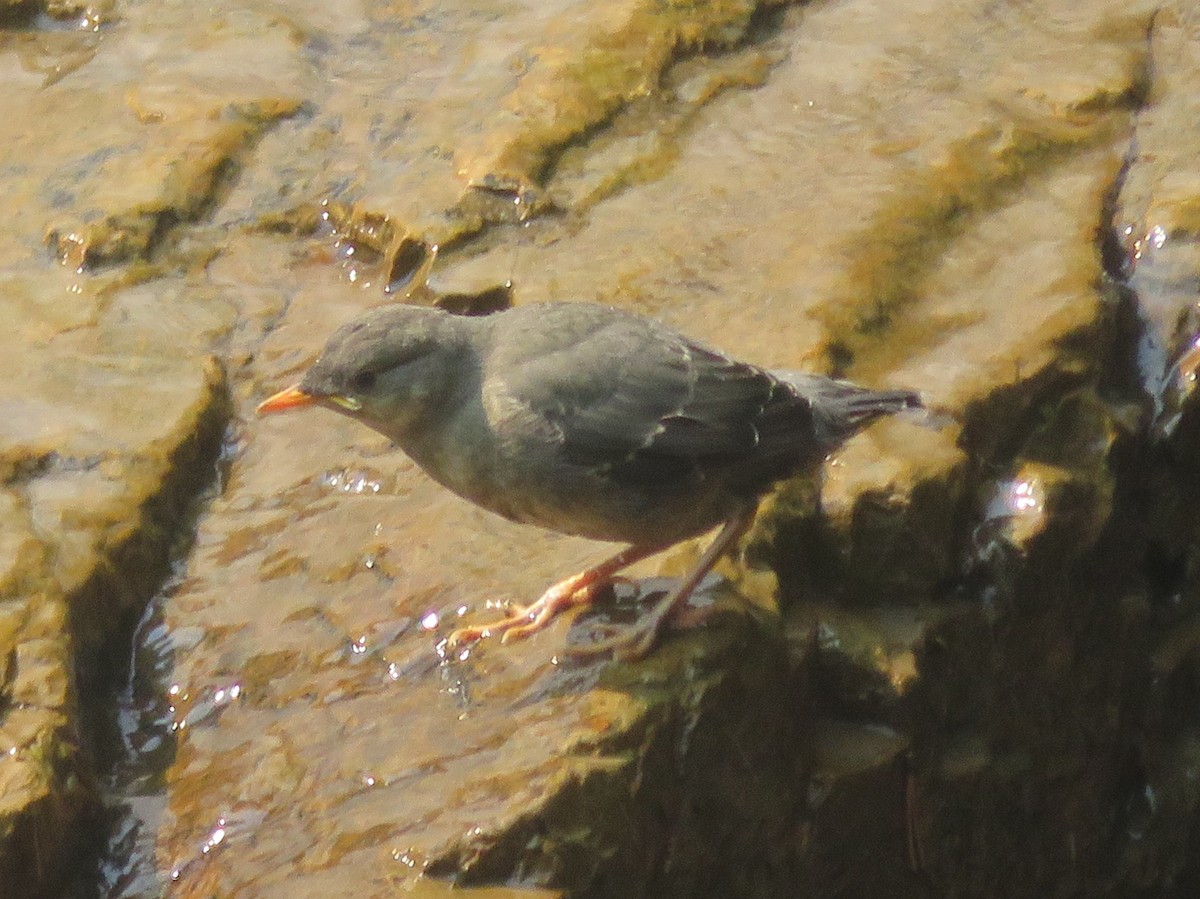 American Dipper - ML622093082