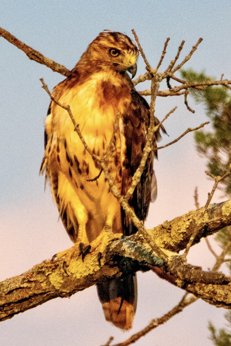 Red-tailed Hawk - ML622093091