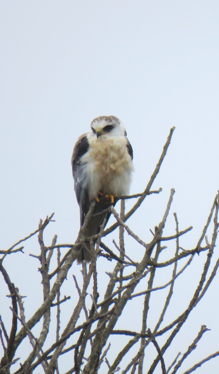 White-tailed Kite - ML622093094