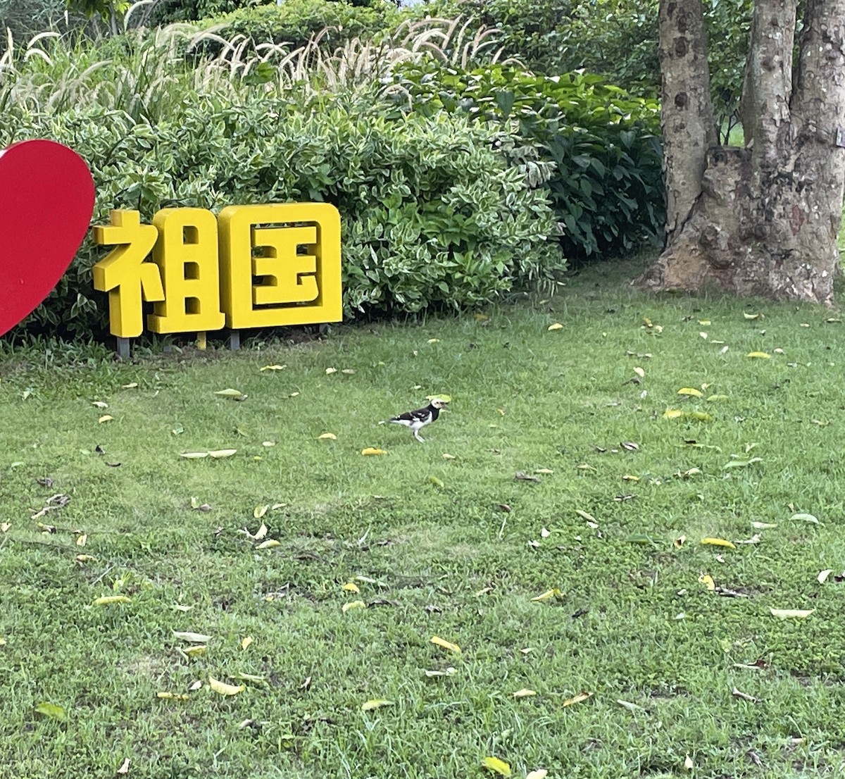 Black-collared Starling - Kevin Gong