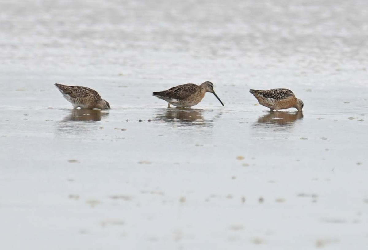 Short-billed Dowitcher - ML622093098