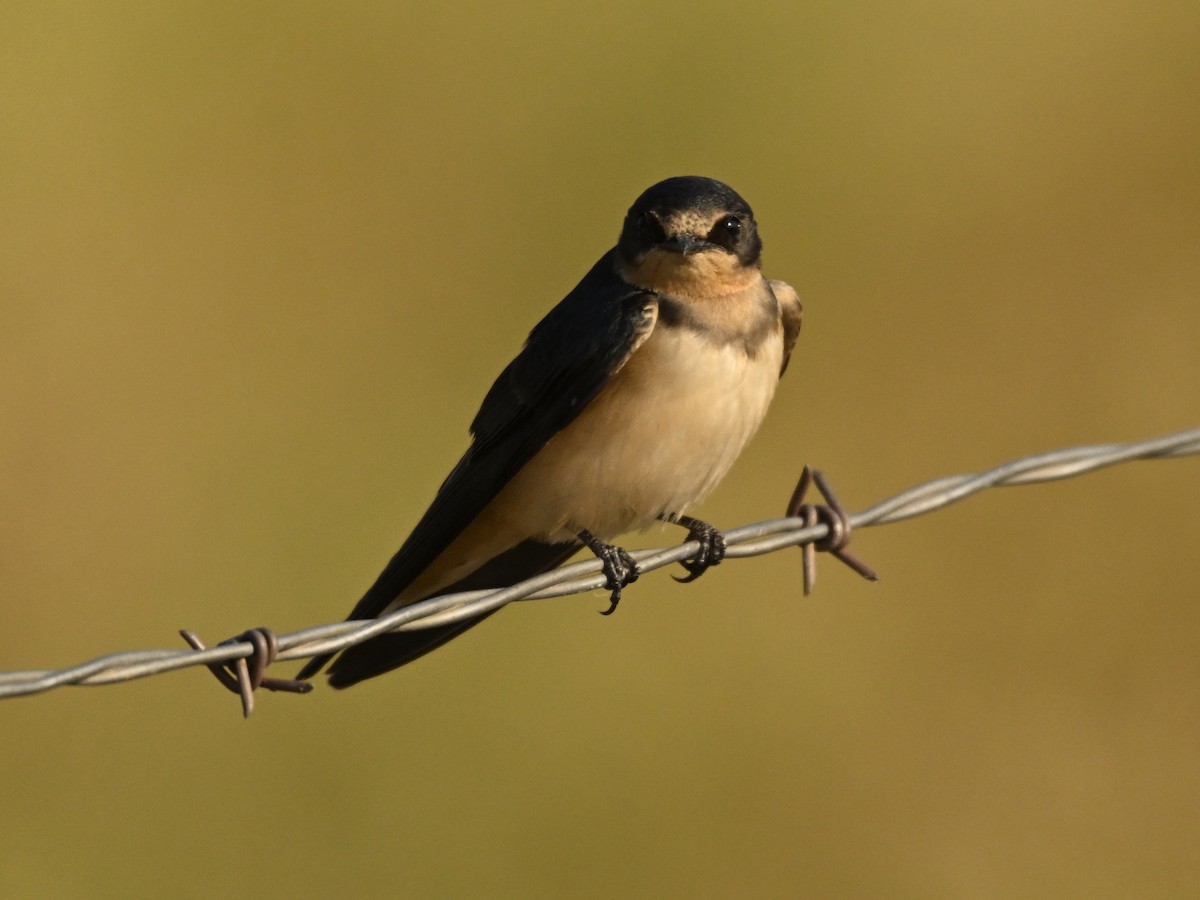 Barn Swallow (American) - ML622093099