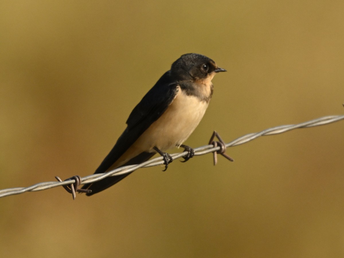 Barn Swallow (American) - ML622093100