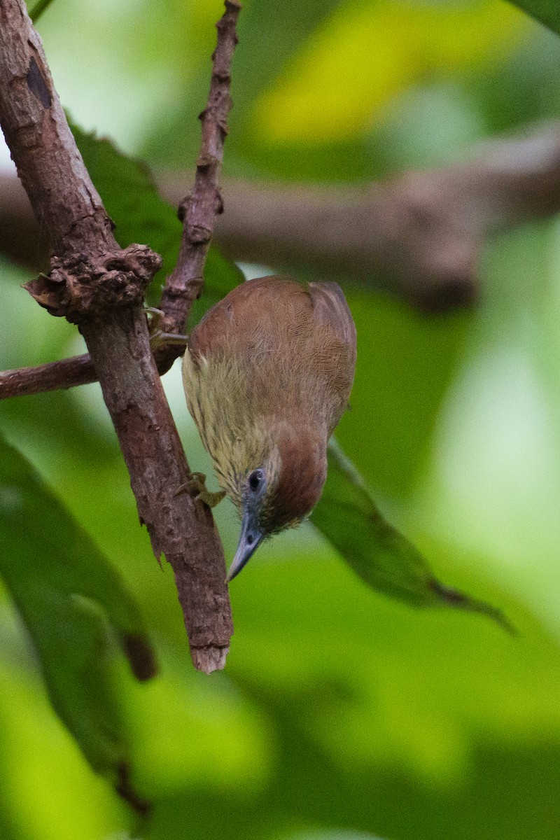 Pin-striped Tit-Babbler - ML622093105