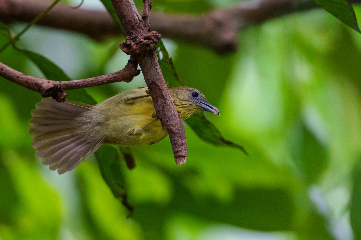 Pin-striped Tit-Babbler - ML622093106