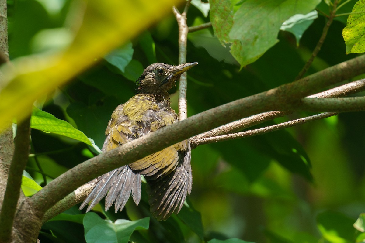 Laced Woodpecker - ML622093107