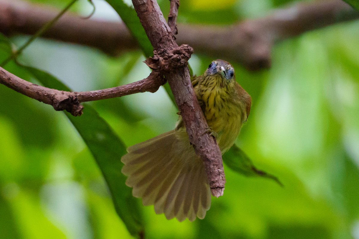 Pin-striped Tit-Babbler - ML622093108