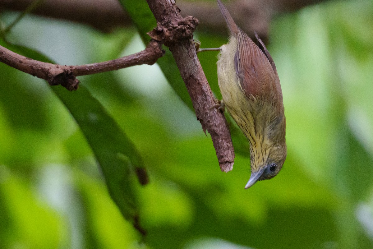 Pin-striped Tit-Babbler - ML622093109