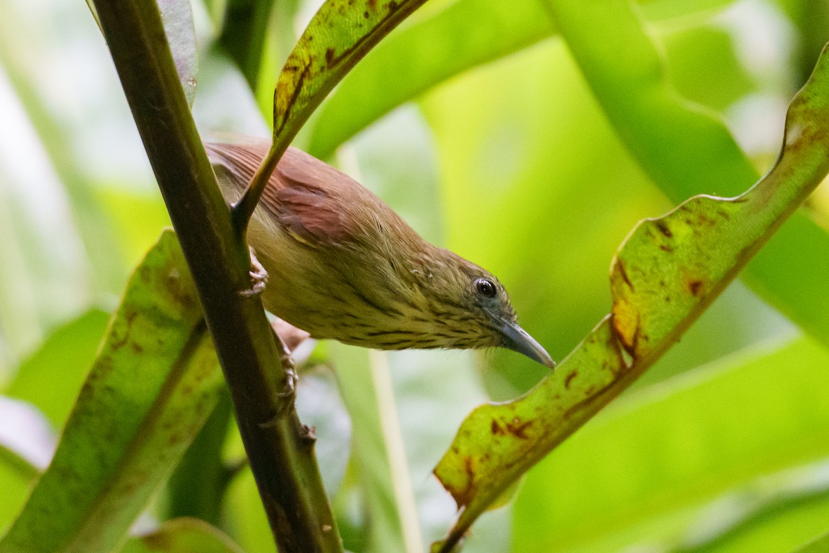 Pin-striped Tit-Babbler - ML622093110