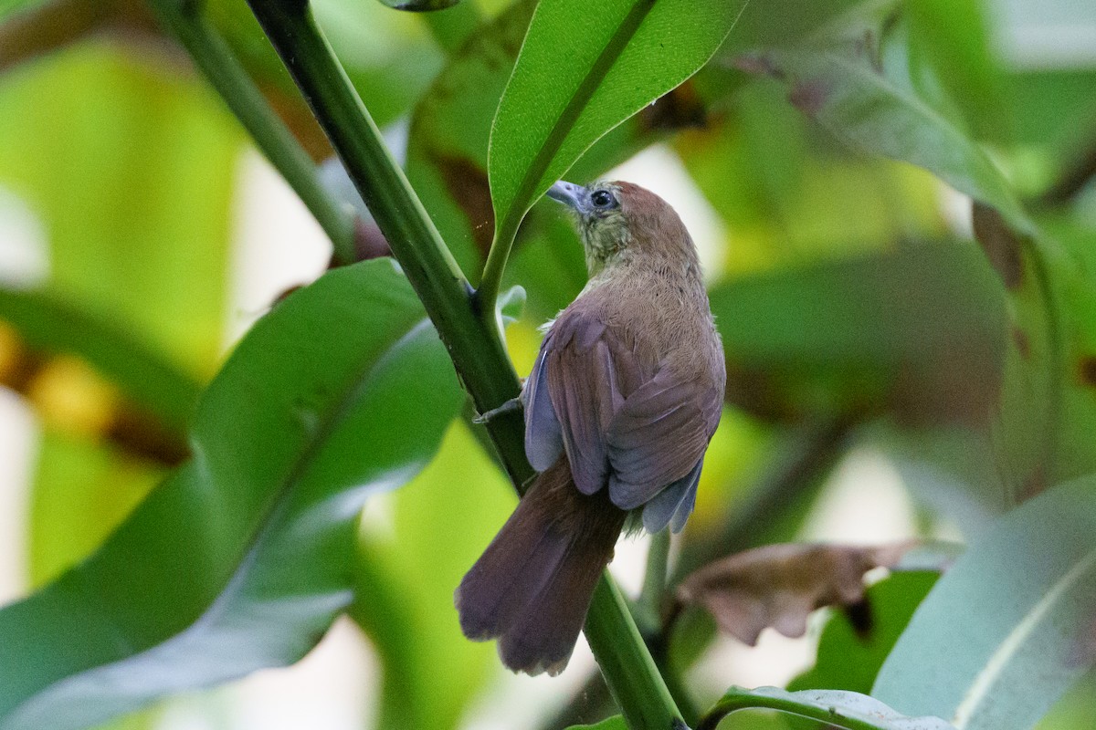 Pin-striped Tit-Babbler - ML622093112