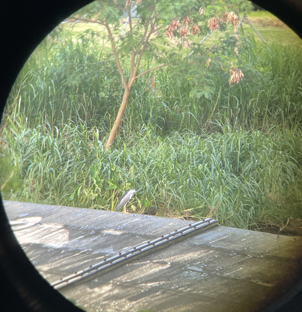 Black-crowned Night Heron - ML622093118