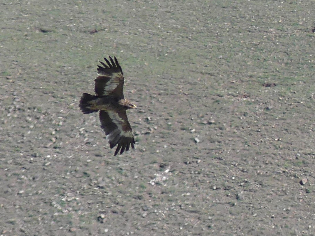 Steppe Eagle - ML622093119