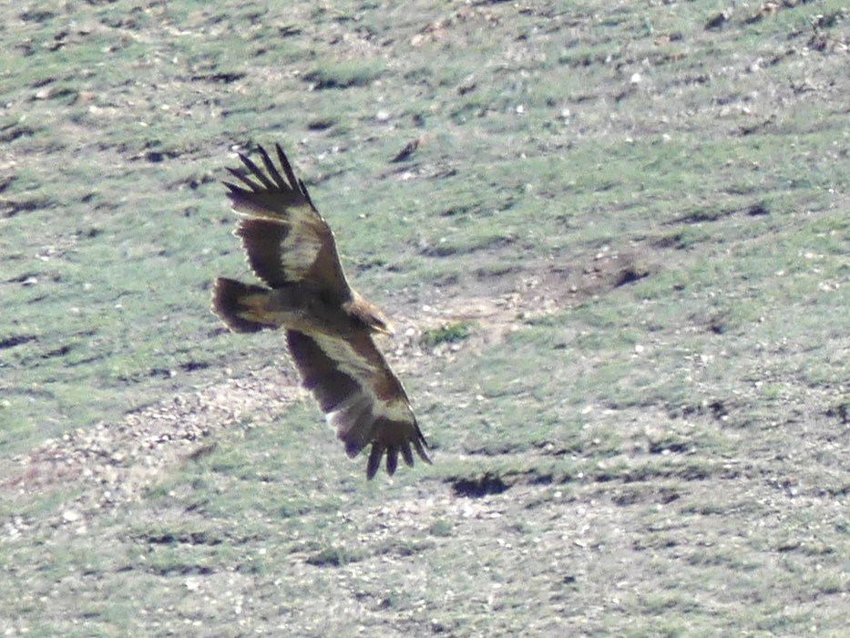 Steppe Eagle - ML622093120