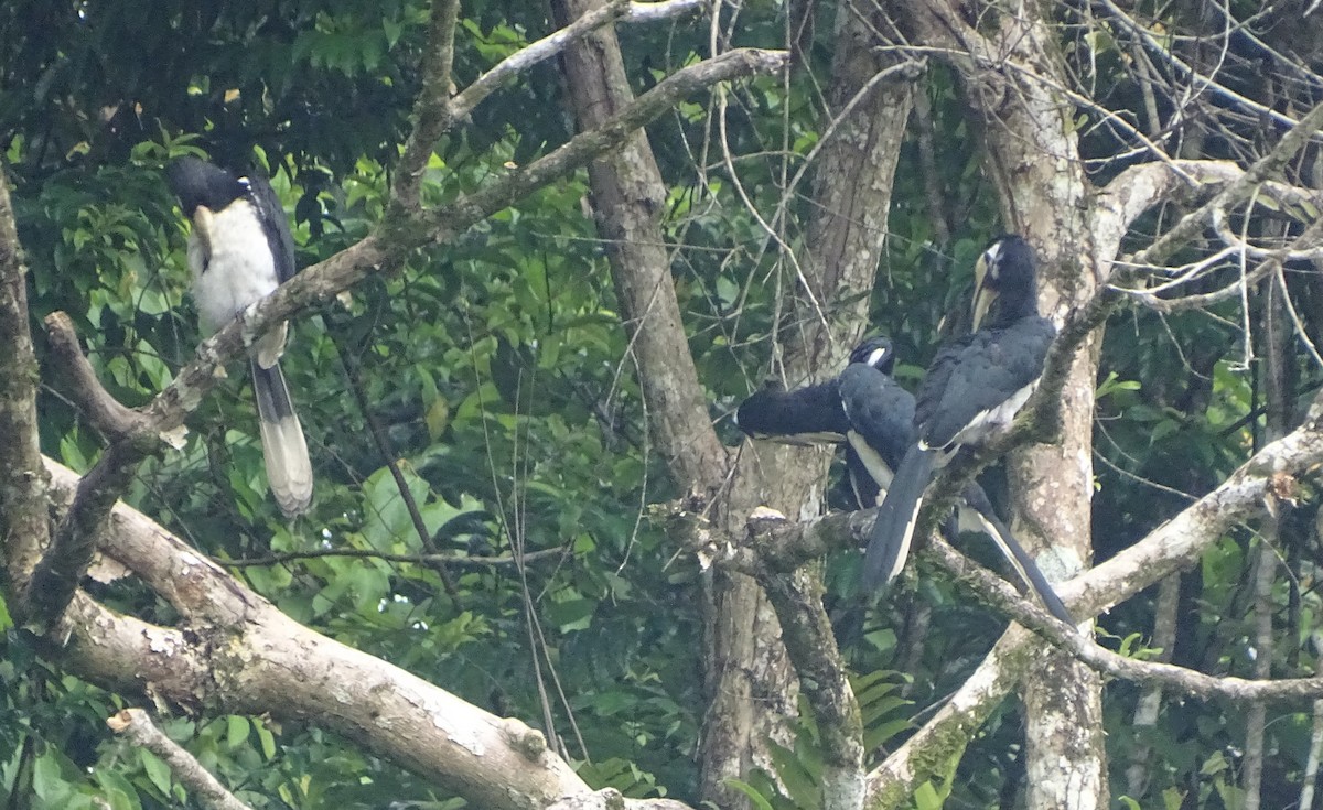 Oriental Pied-Hornbill - ML622093122