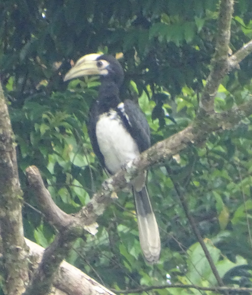 Oriental Pied-Hornbill - ML622093123