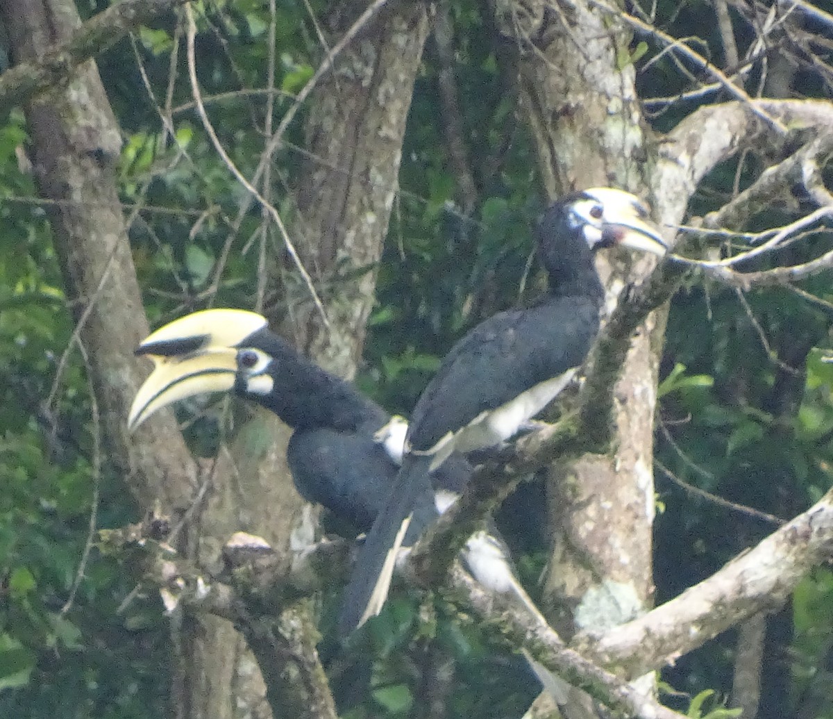 Oriental Pied-Hornbill - ML622093124