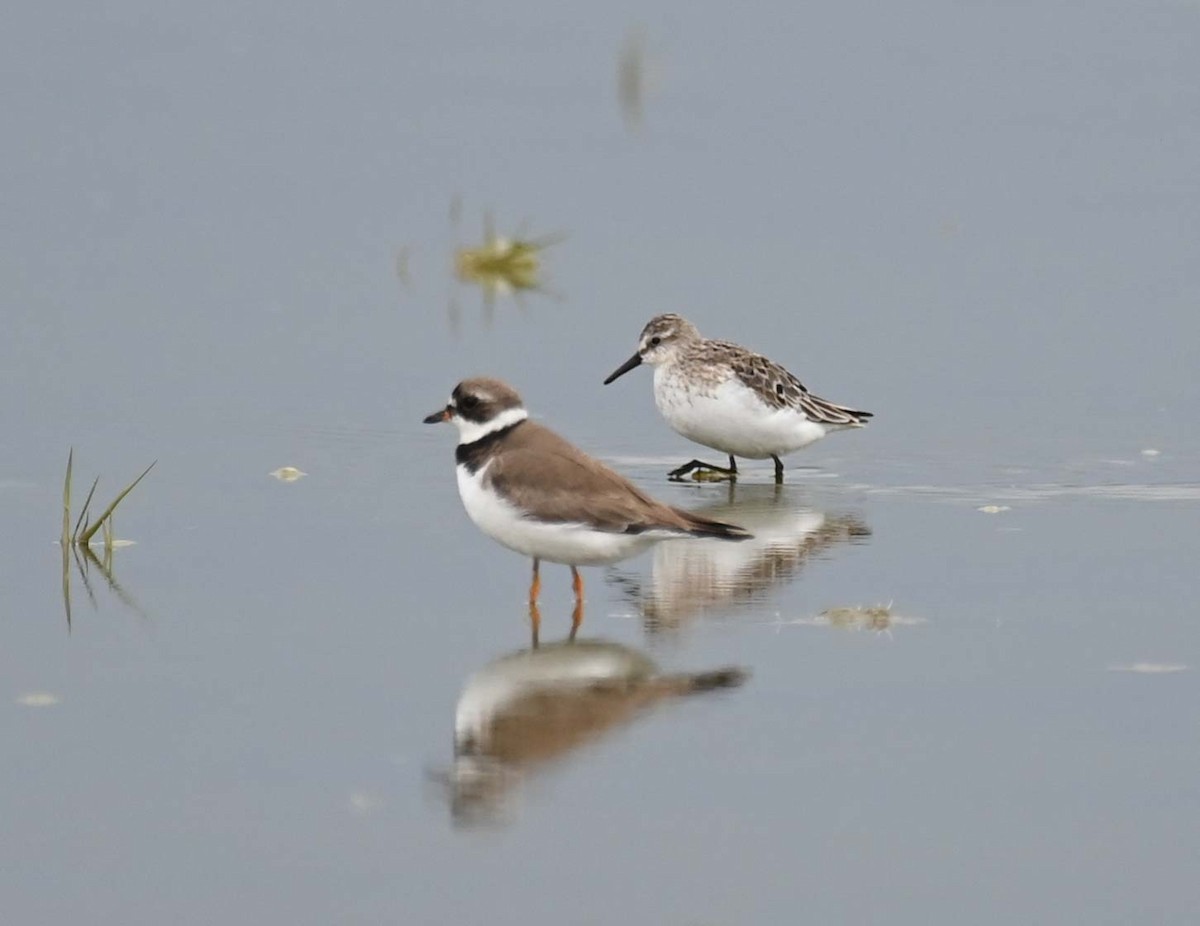 Semipalmated Plover - ML622093125