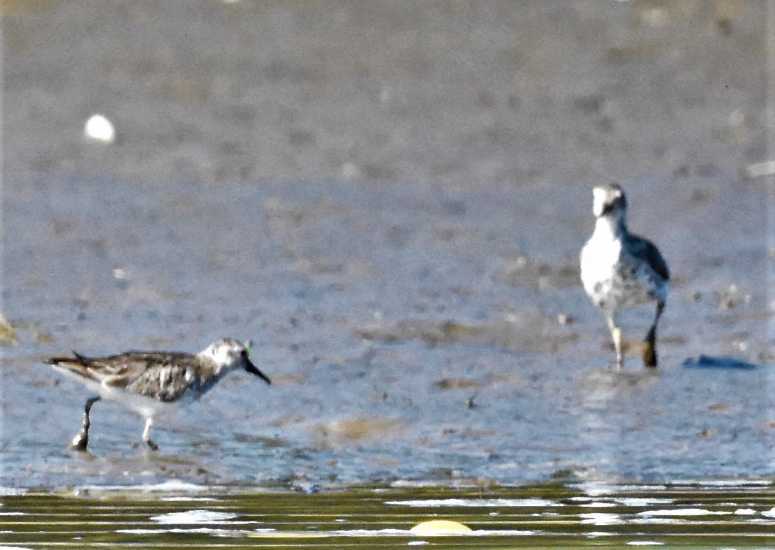 Sanderling - ML622093128