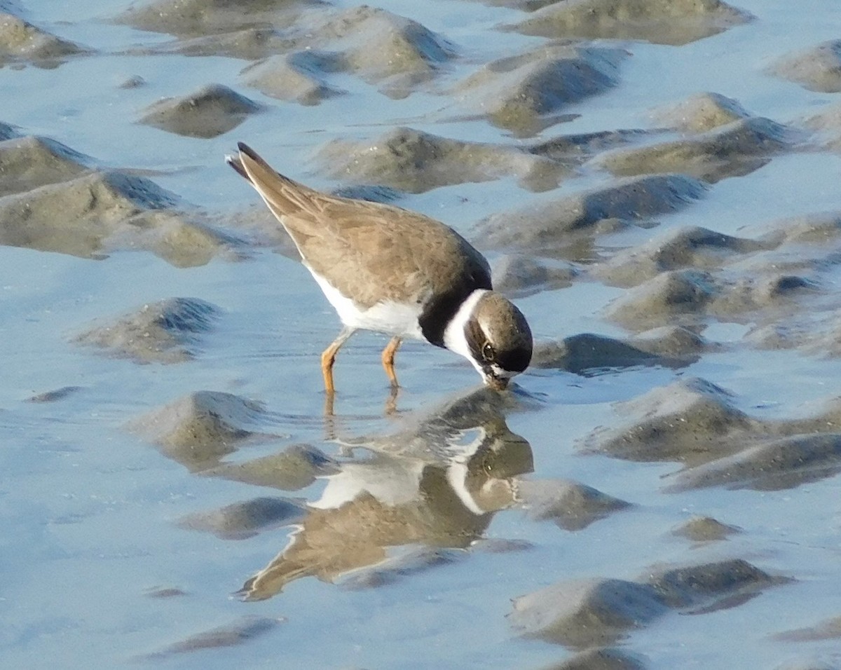 Semipalmated Plover - Edward McCabe