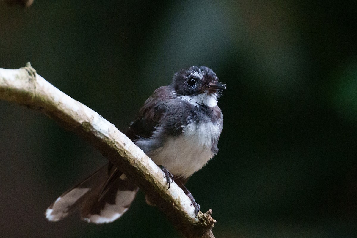 Malaysian Pied-Fantail - Laurent Esselen