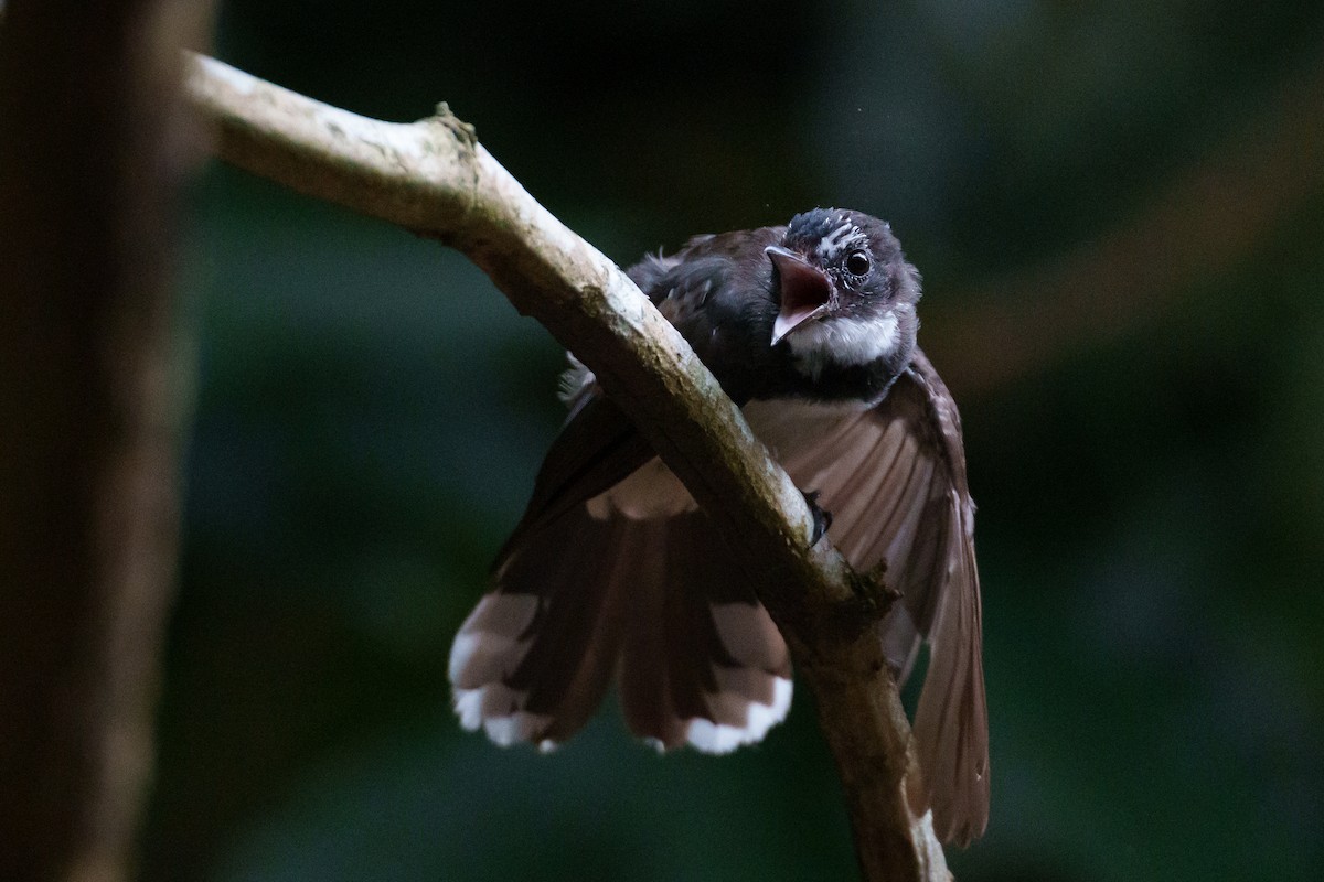 Malaysian Pied-Fantail - Laurent Esselen