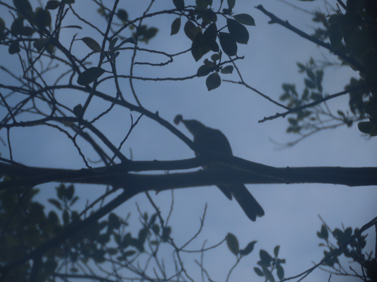 Pale-breasted Thrush - ML622093184