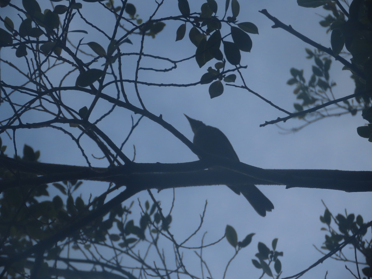 Pale-breasted Thrush - ML622093191