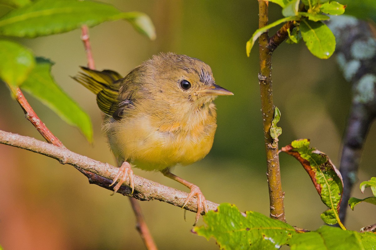 Common Yellowthroat - ML622093222