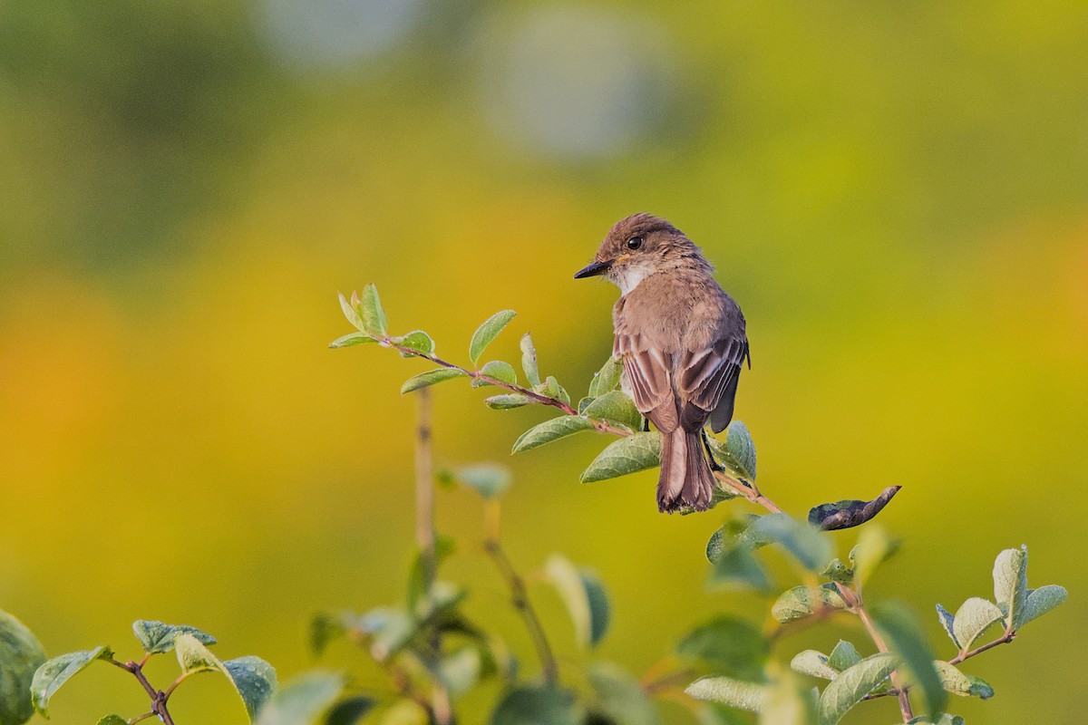 Eastern Phoebe - ML622093227