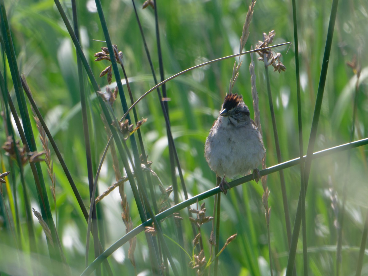 Swamp Sparrow - Alan Van Norman