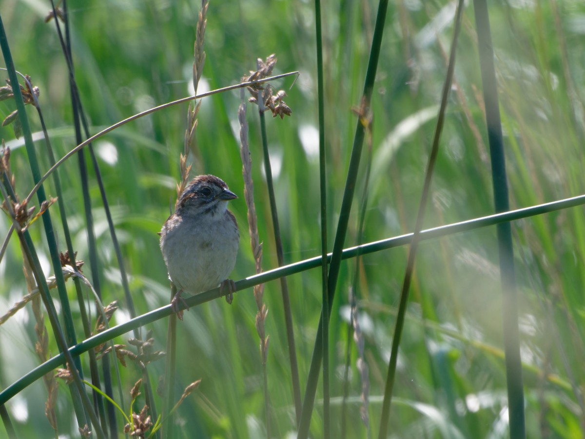 Swamp Sparrow - ML622093232