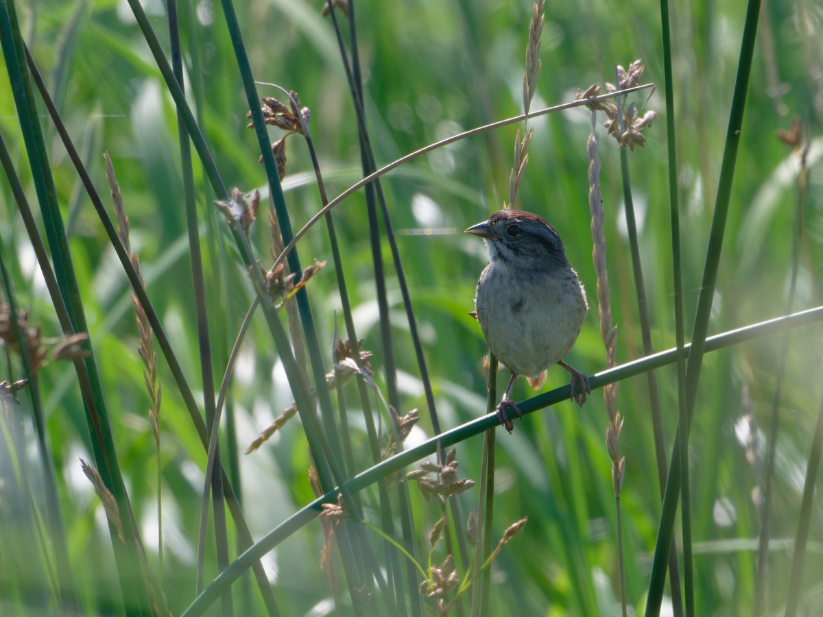 Swamp Sparrow - ML622093233