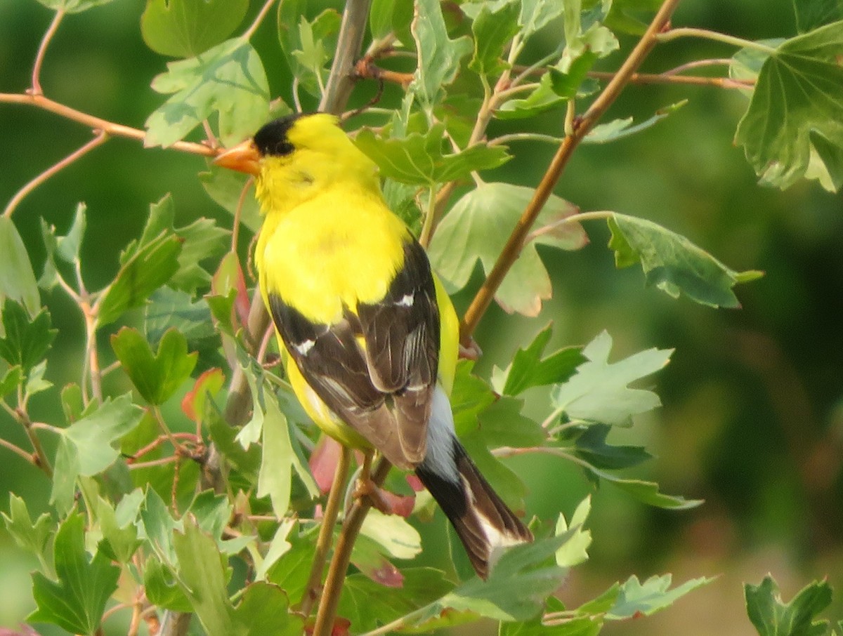 American Goldfinch - ML622093234