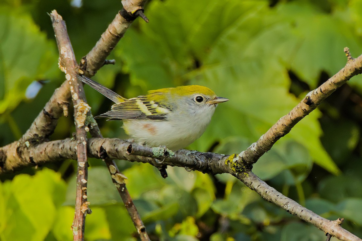 Chestnut-sided Warbler - ML622093237